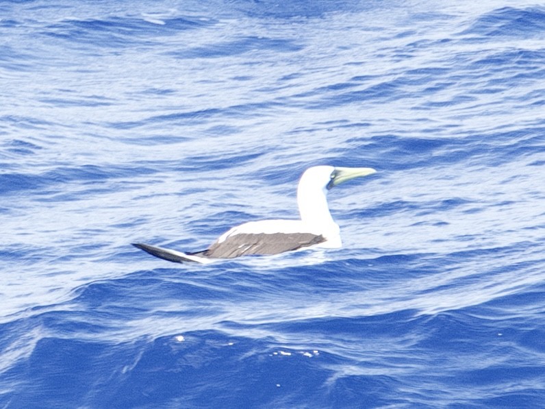 Masked Booby - ML621783333