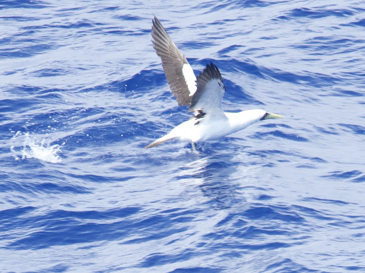 Masked Booby - ML621783334