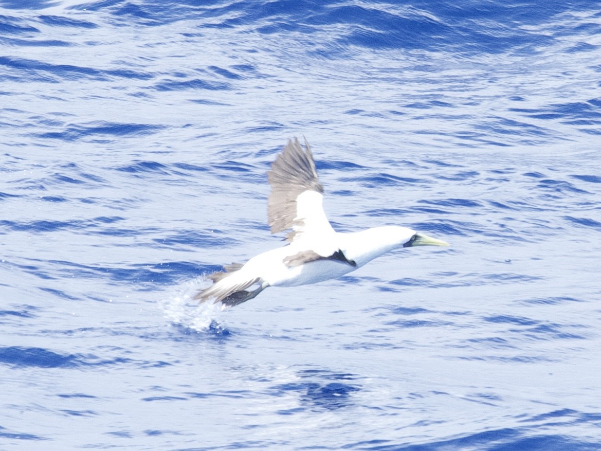 Masked Booby - ML621783335