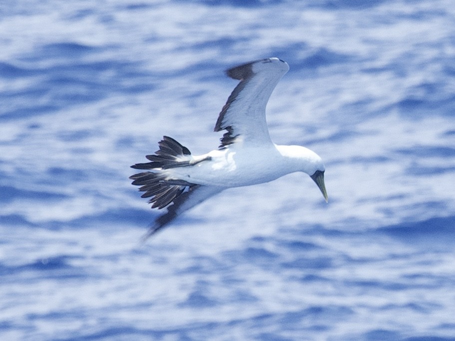 Masked Booby - ML621783336