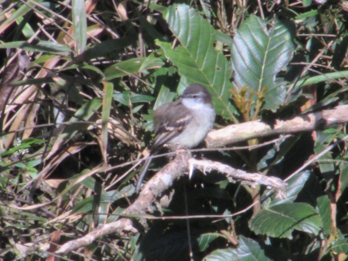 White-throated Tyrannulet - ML621783355