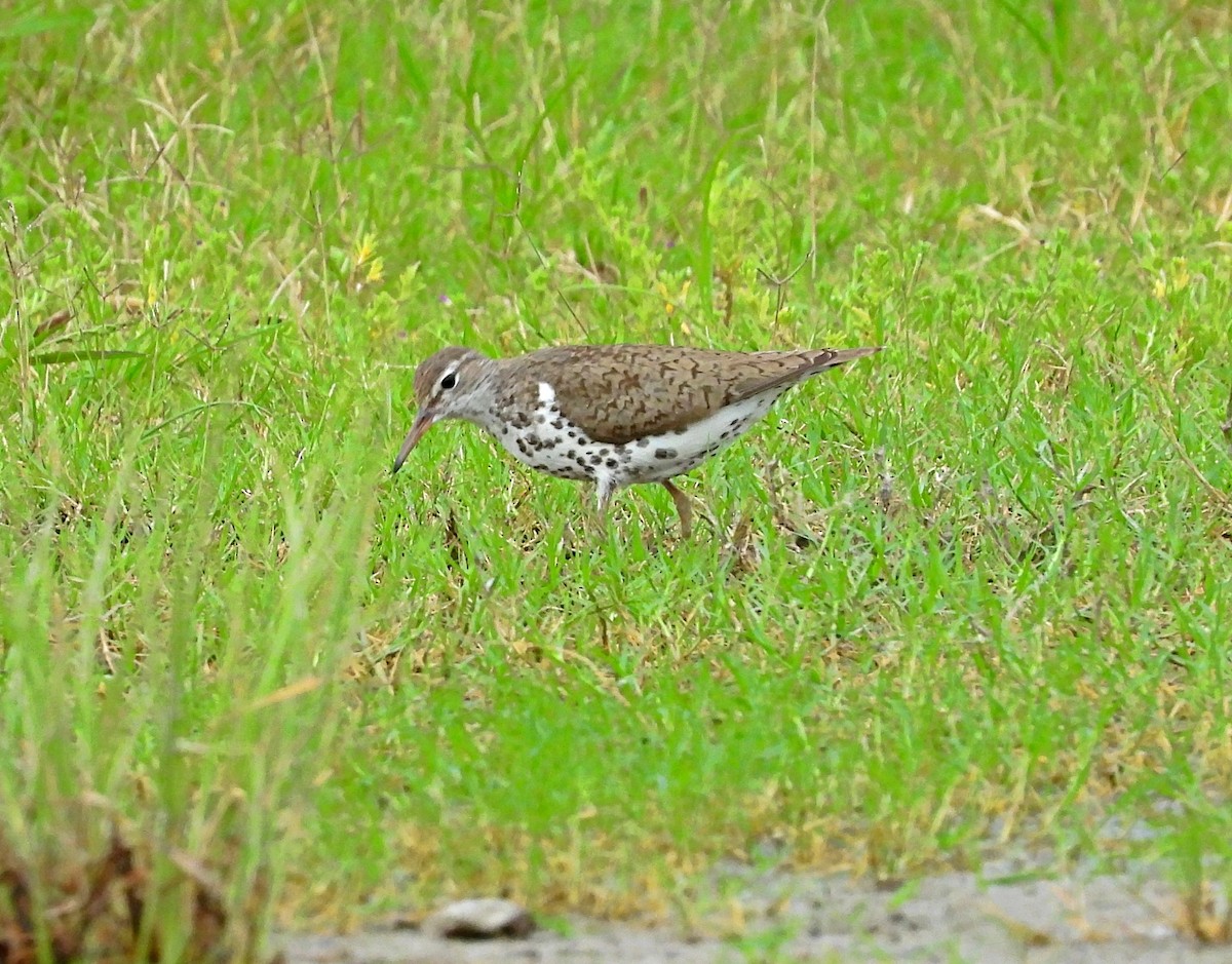 Spotted Sandpiper - ML621783357