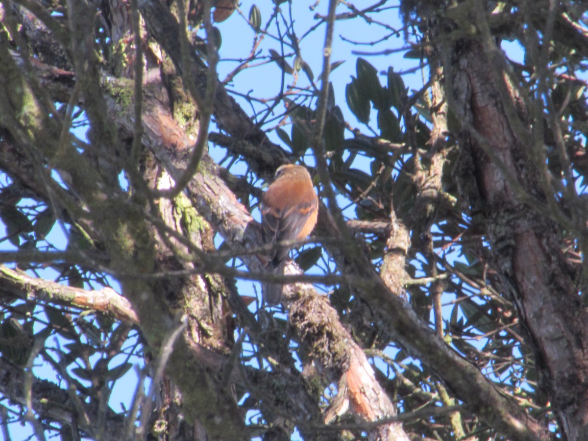 Brown-backed Chat-Tyrant - Angie Paola Salazar