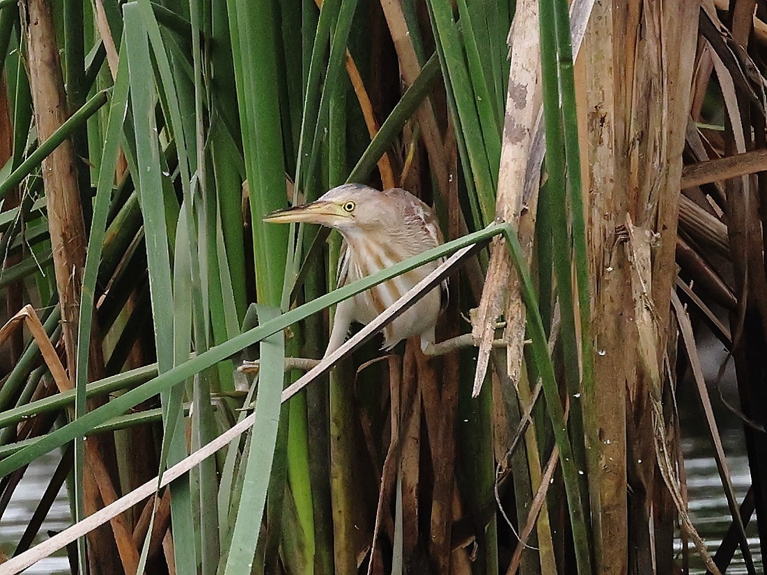 Yellow Bittern - ML621783388