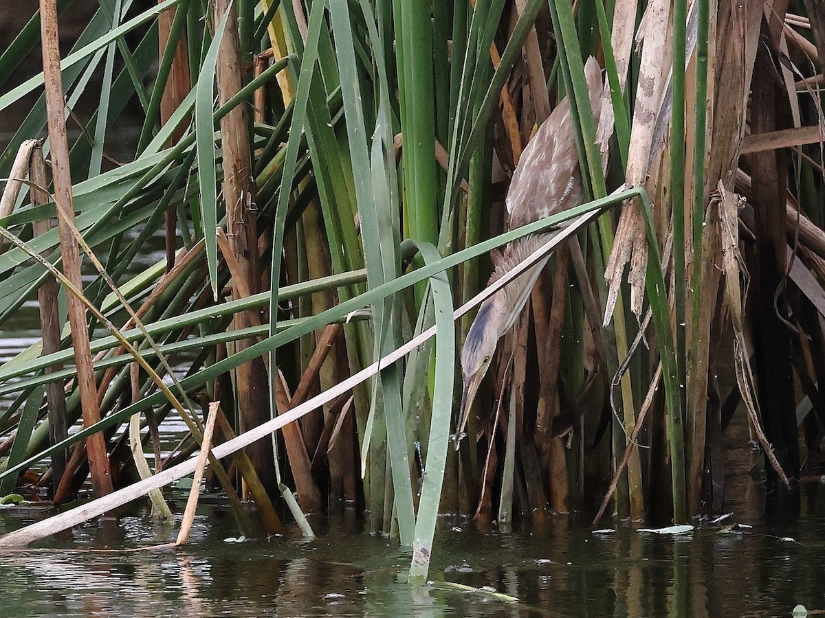 Yellow Bittern - ML621783389