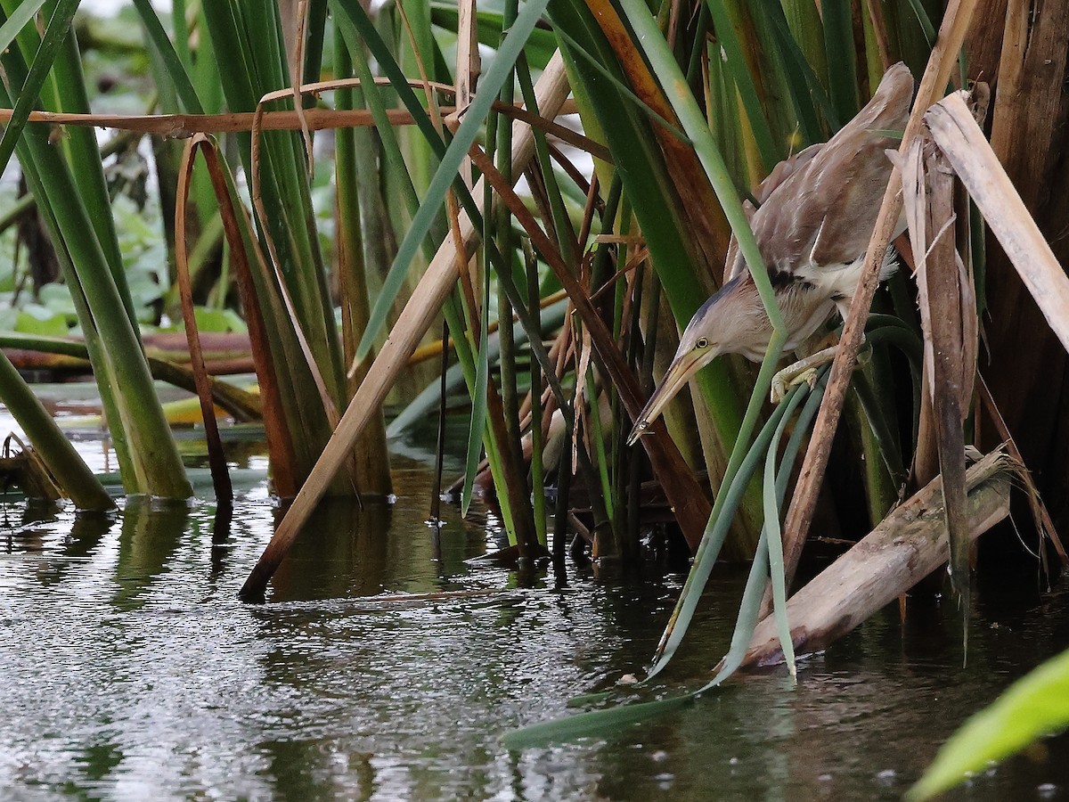 Yellow Bittern - ML621783390