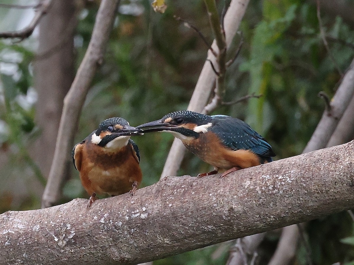 Common Kingfisher - ML621783397