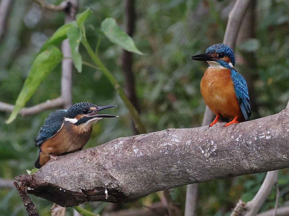 Common Kingfisher - ML621783398