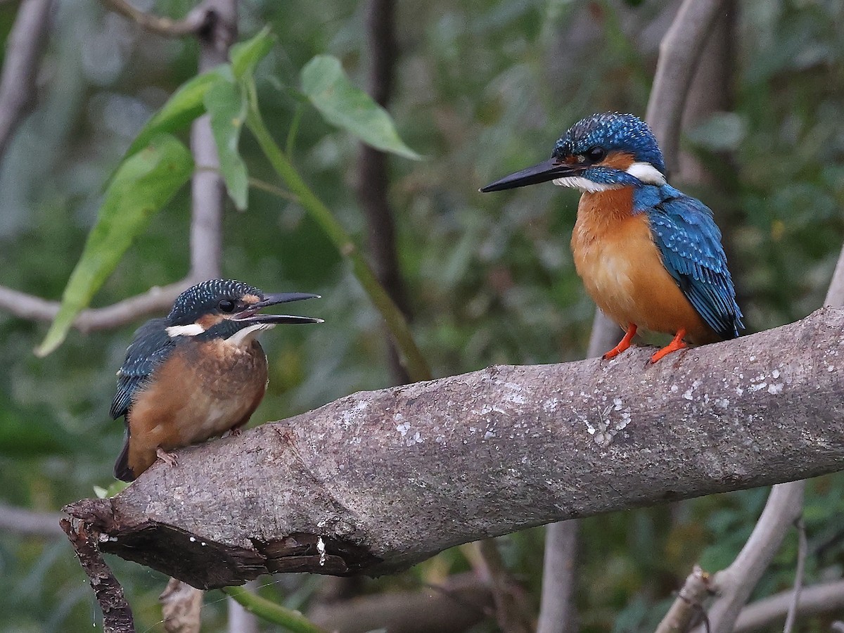 Common Kingfisher - ML621783399