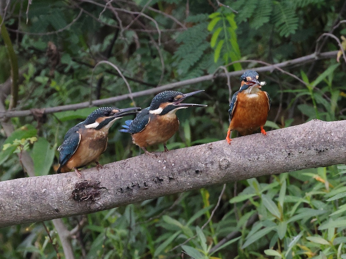 Common Kingfisher - ML621783401