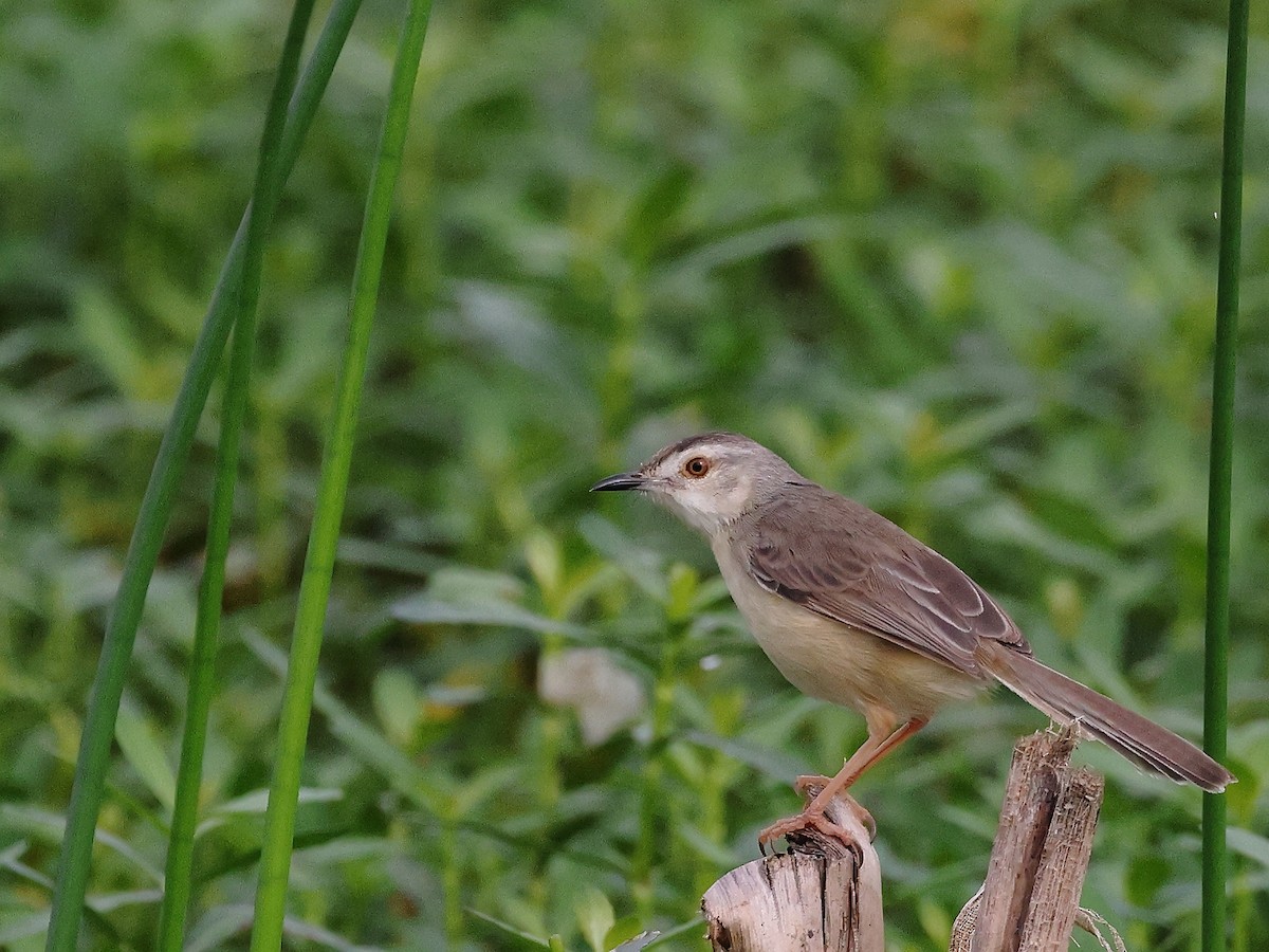 Jungle Prinia - ML621783417