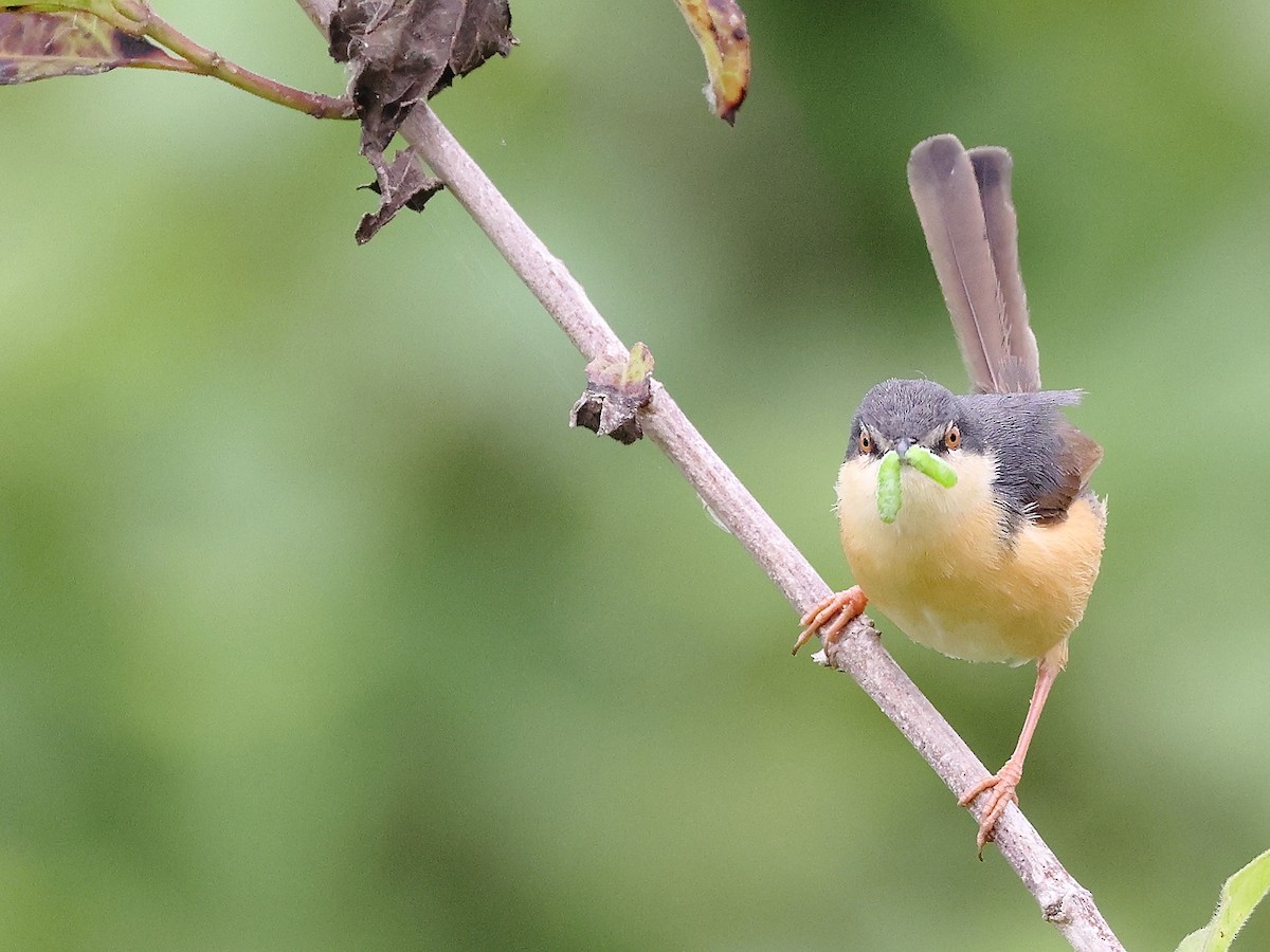 Ashy Prinia - ML621783423