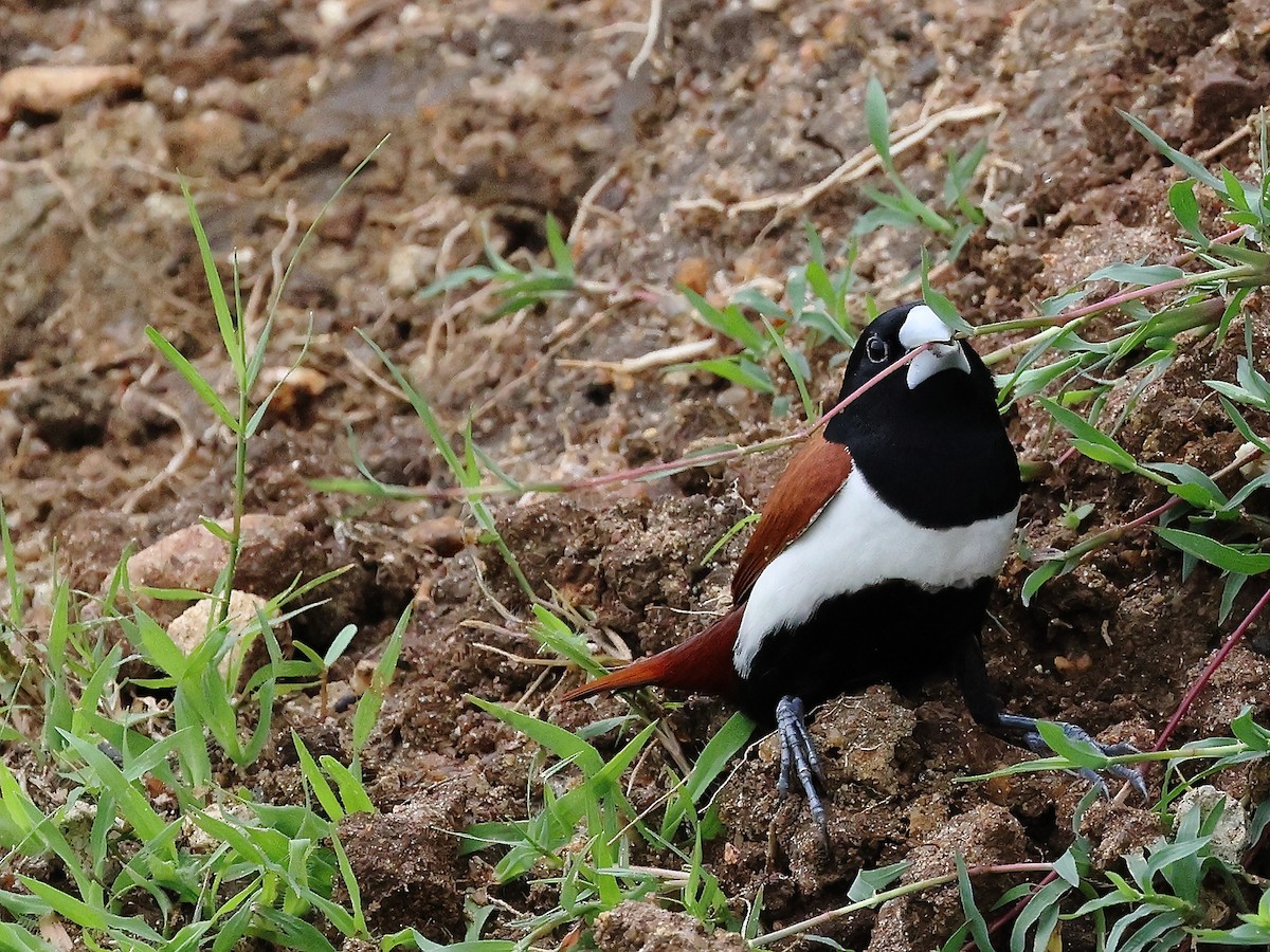 Tricolored Munia - ML621783433