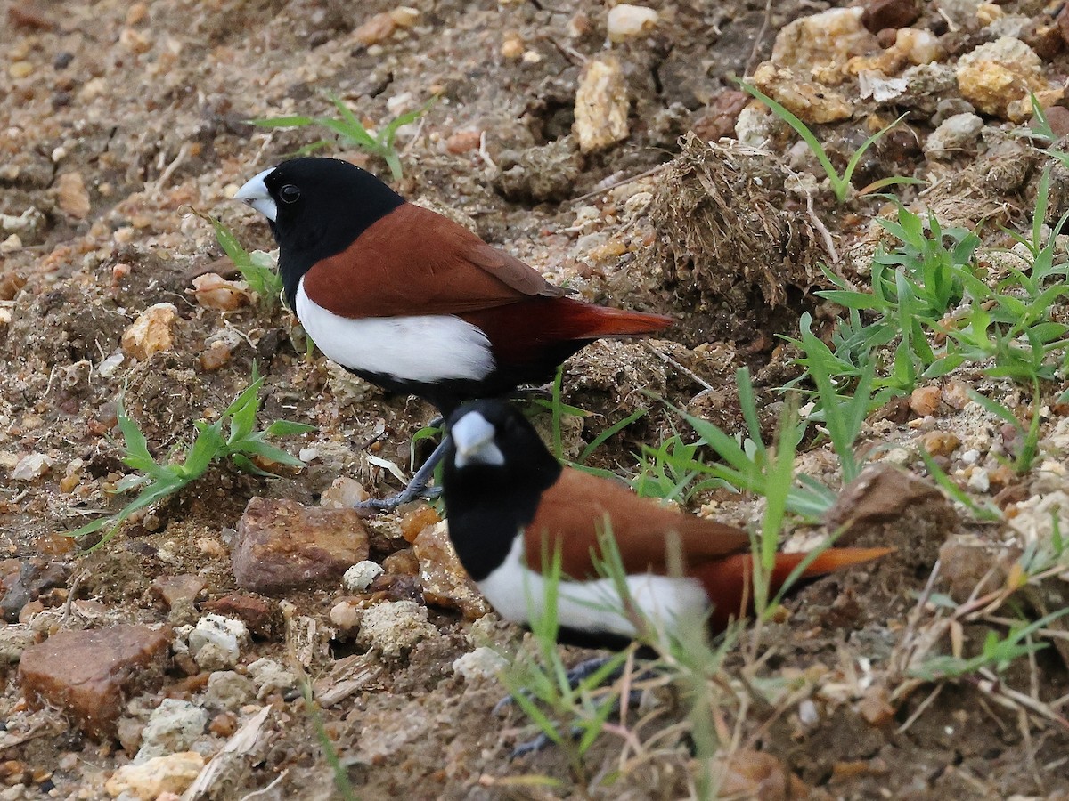 Tricolored Munia - ML621783434