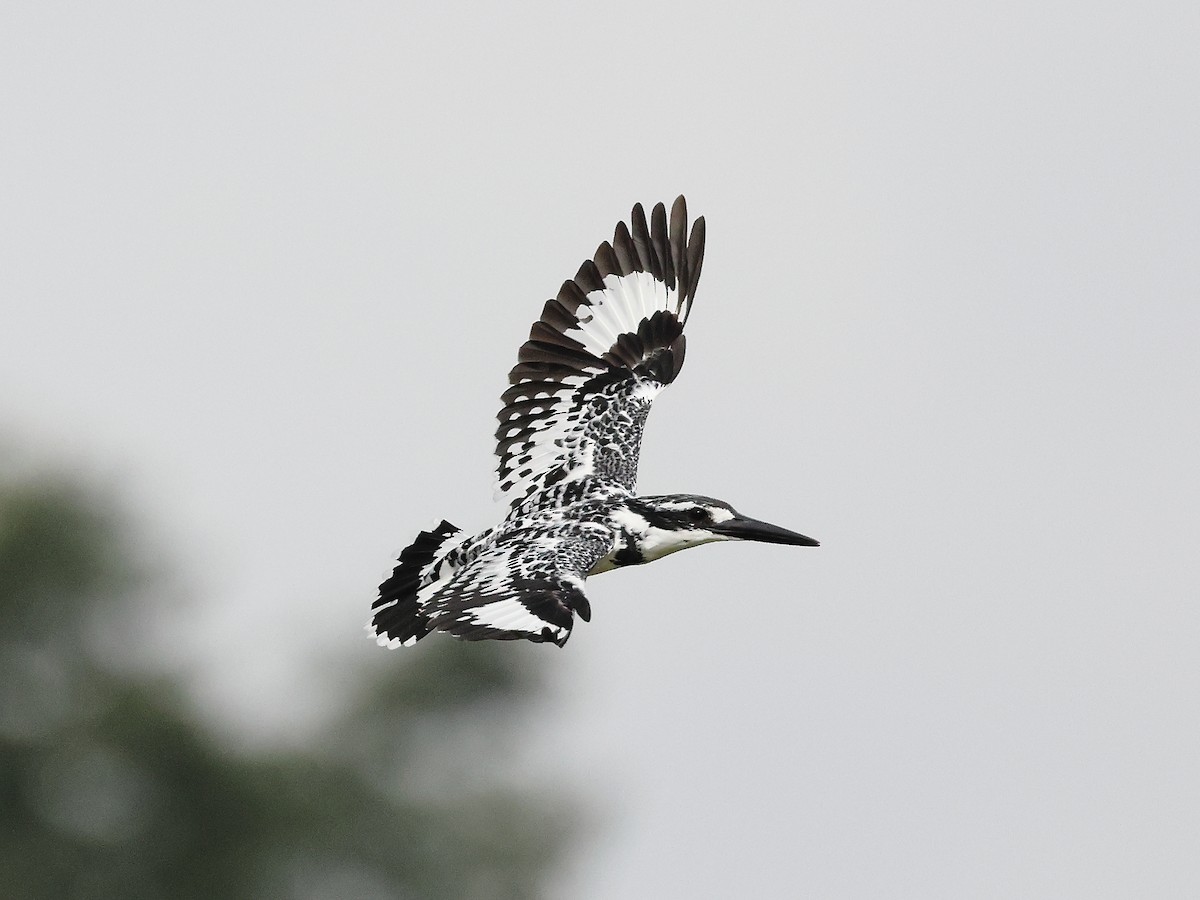 Pied Kingfisher - ML621783454