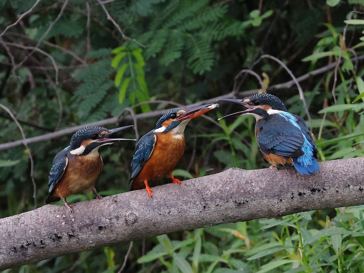 Common Kingfisher - Gowri Shankar S