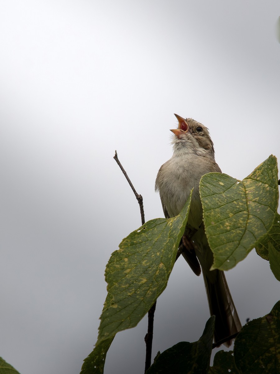 Clay-colored Sparrow - ML621783659