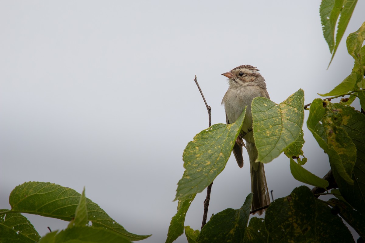 Clay-colored Sparrow - ML621783660