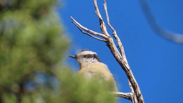 Red-breasted Nuthatch - ML621783901