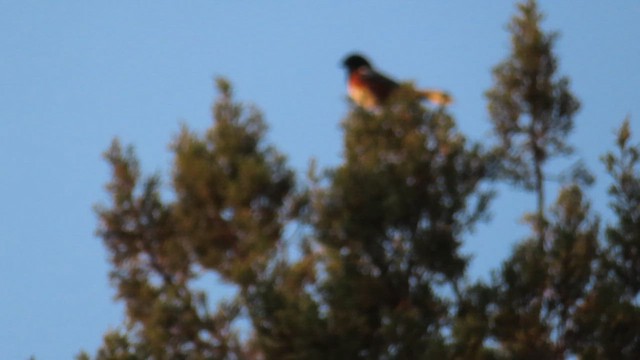 Spotted Towhee - ML621783913