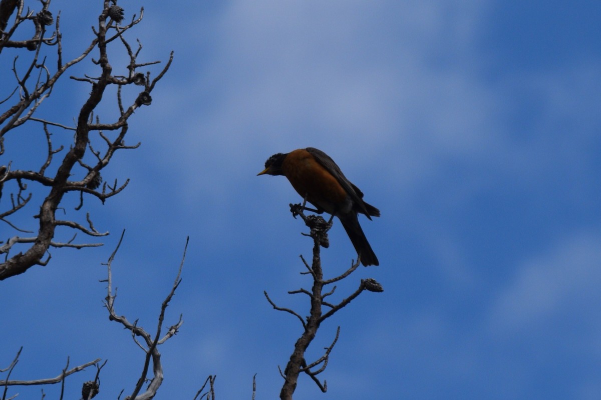 American Robin - ML621783959