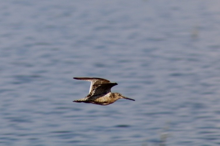 Short-billed Dowitcher - ML621783996