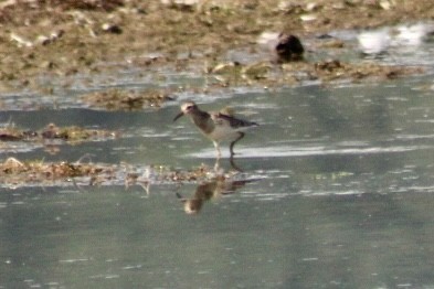 Pectoral Sandpiper - ML621783999