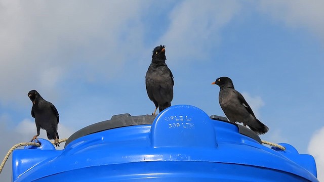 Jungle Myna (Yellow-eyed) - ML621784028