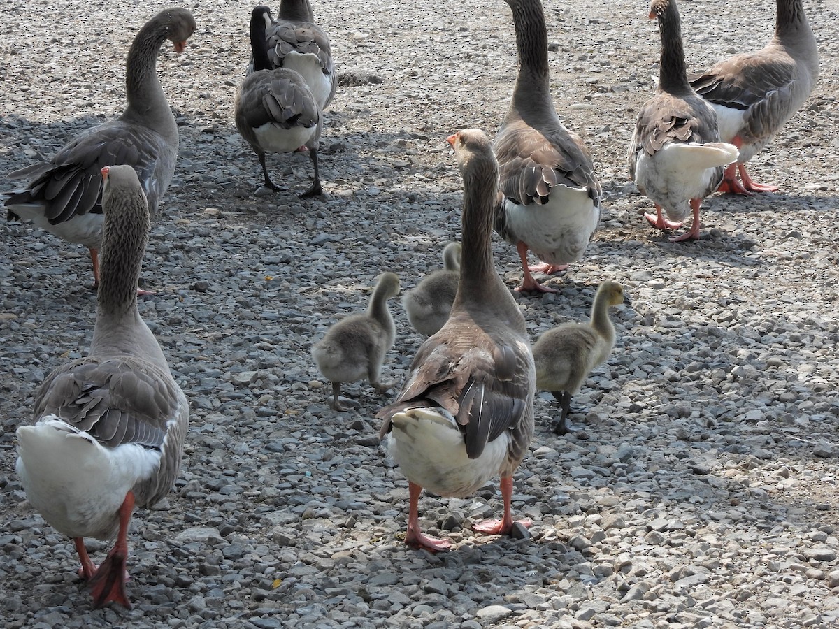 Graylag Goose (Domestic type) - ML621784104