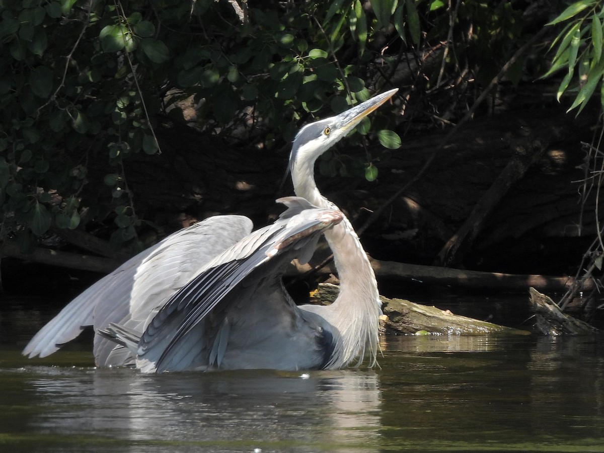 Great Blue Heron - ML621784114