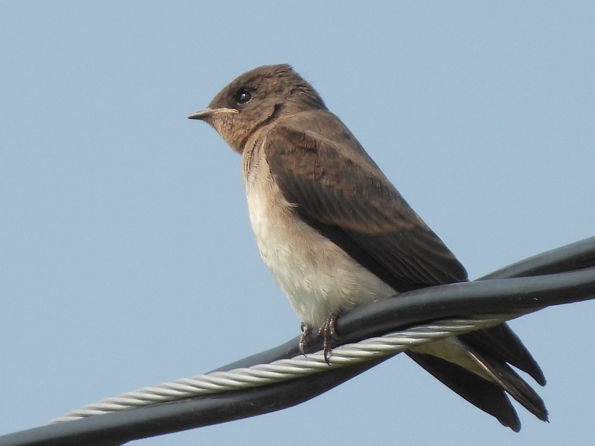 Northern Rough-winged Swallow - ML621784125