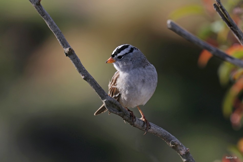 White-crowned Sparrow - ML621784154