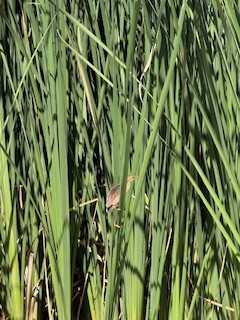 Least Bittern - ML621784158