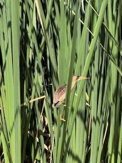 Least Bittern - ML621784159