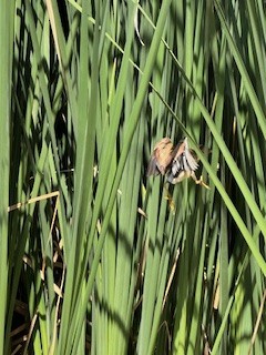 Least Bittern - ML621784160