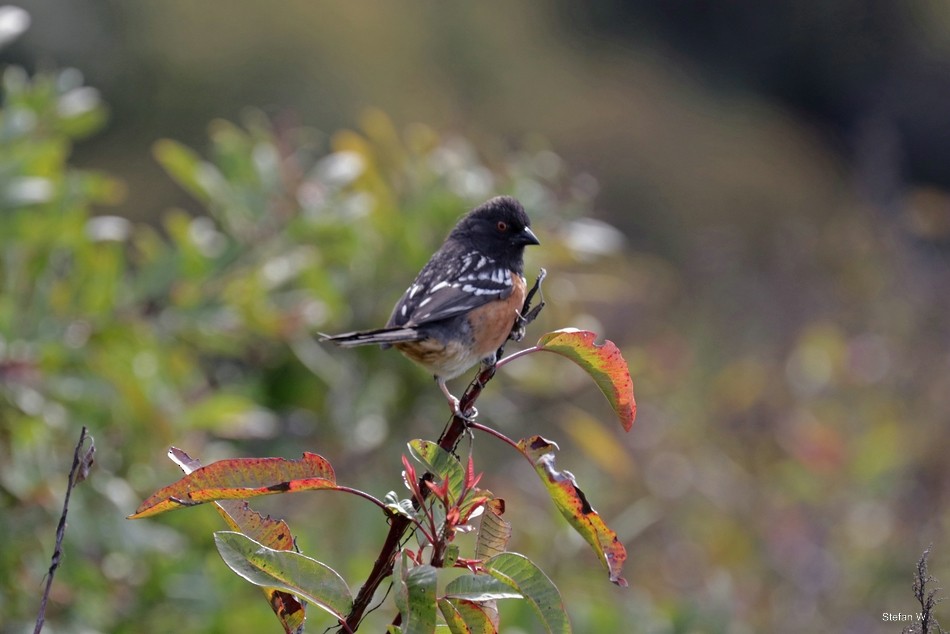 Spotted Towhee - ML621784165