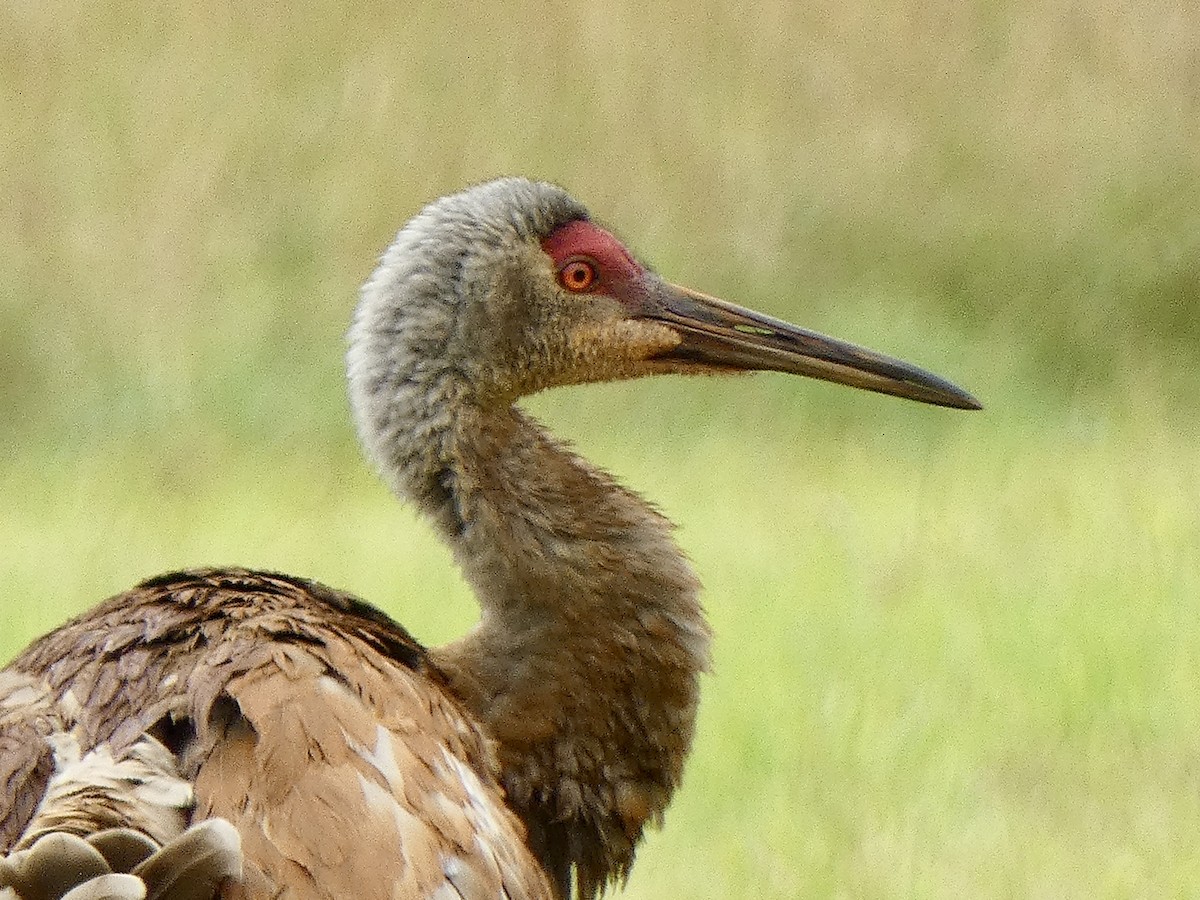 Sandhill Crane - ML621784180