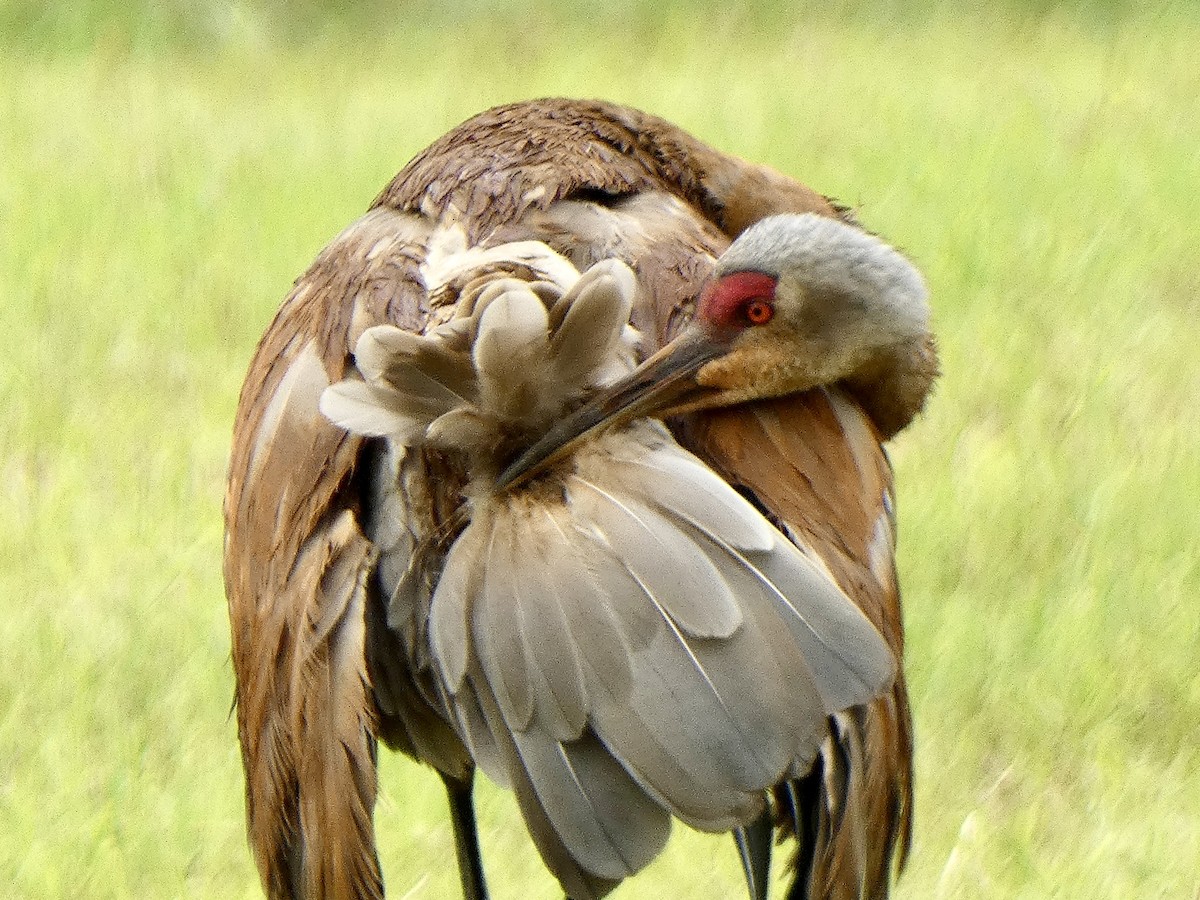 Sandhill Crane - ML621784181