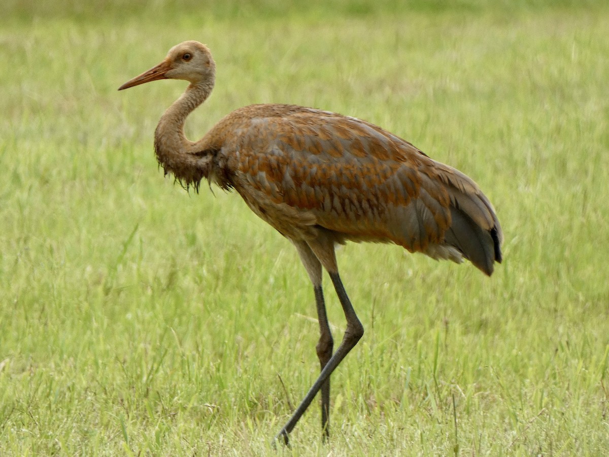 Sandhill Crane - ML621784182