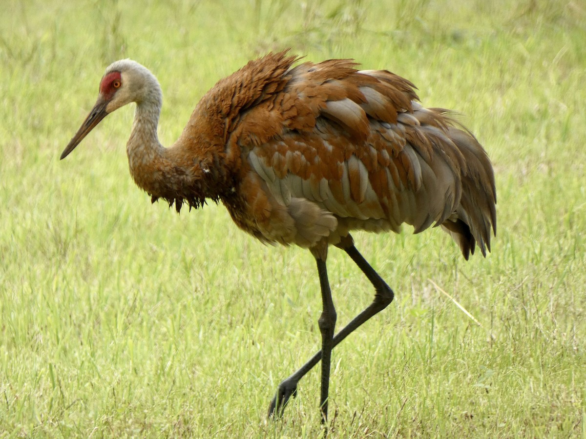 Sandhill Crane - ML621784183