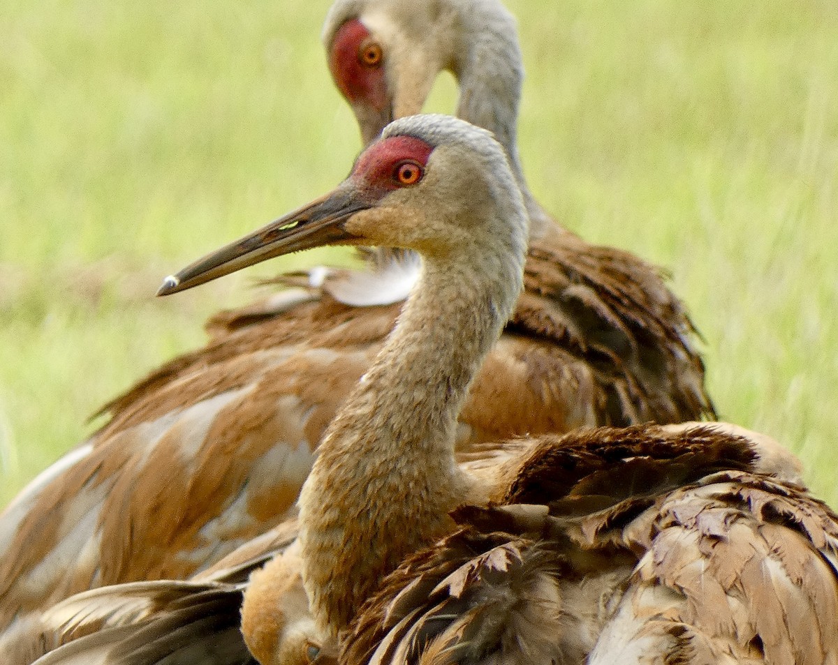 Sandhill Crane - ML621784184