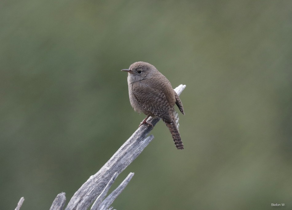 Northern House Wren - ML621784185