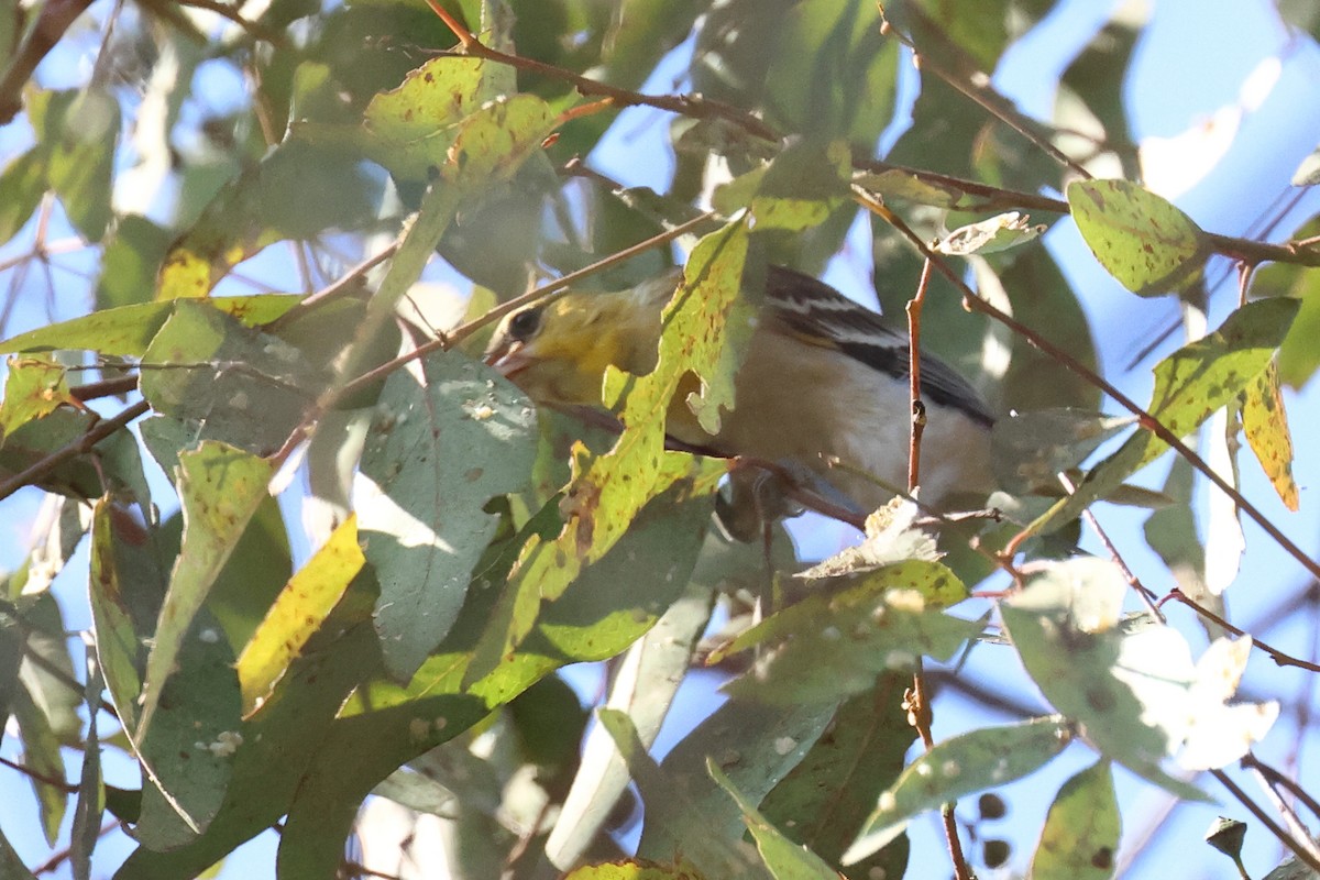 Bullock's Oriole - ML621784213