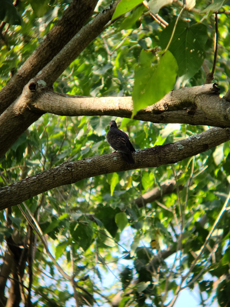 Dusky Turtle-Dove - ML621784217