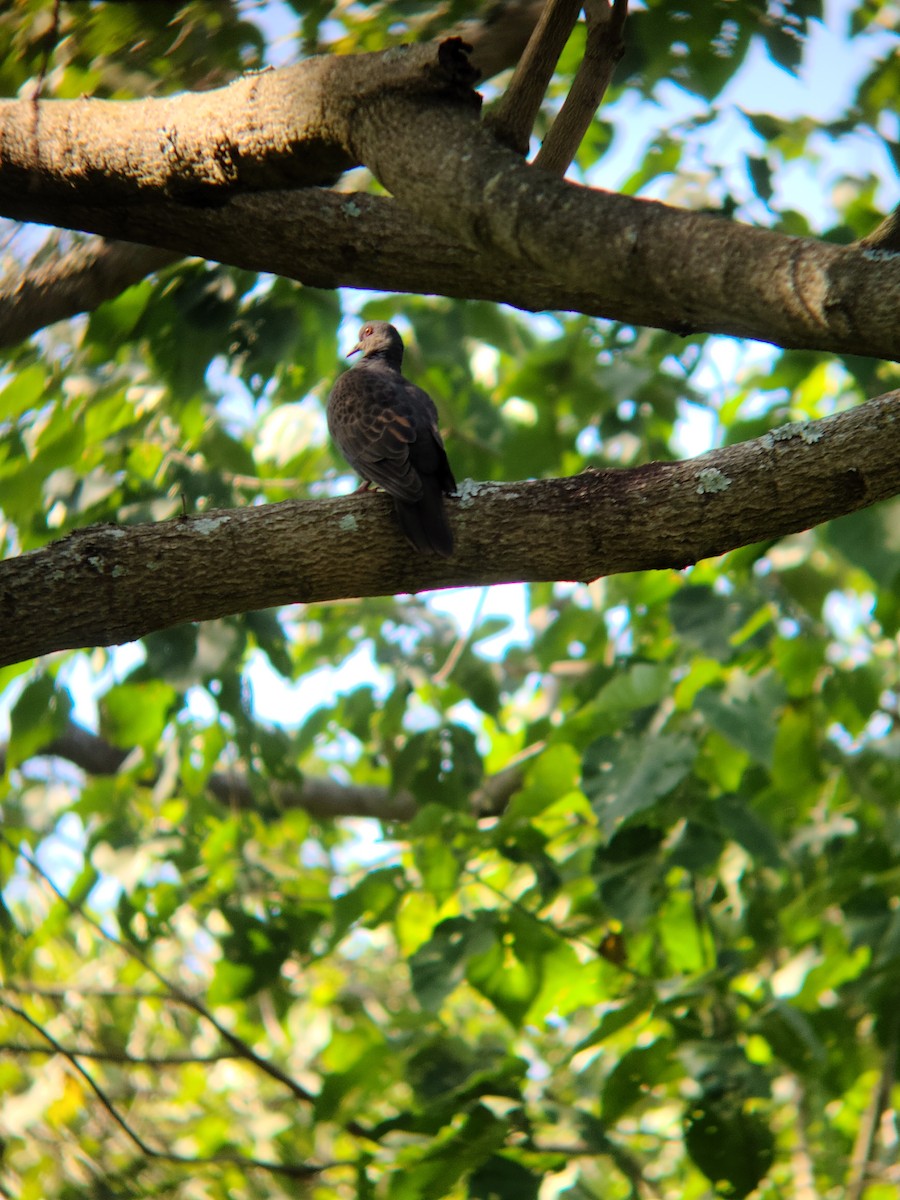 Dusky Turtle-Dove - ML621784218