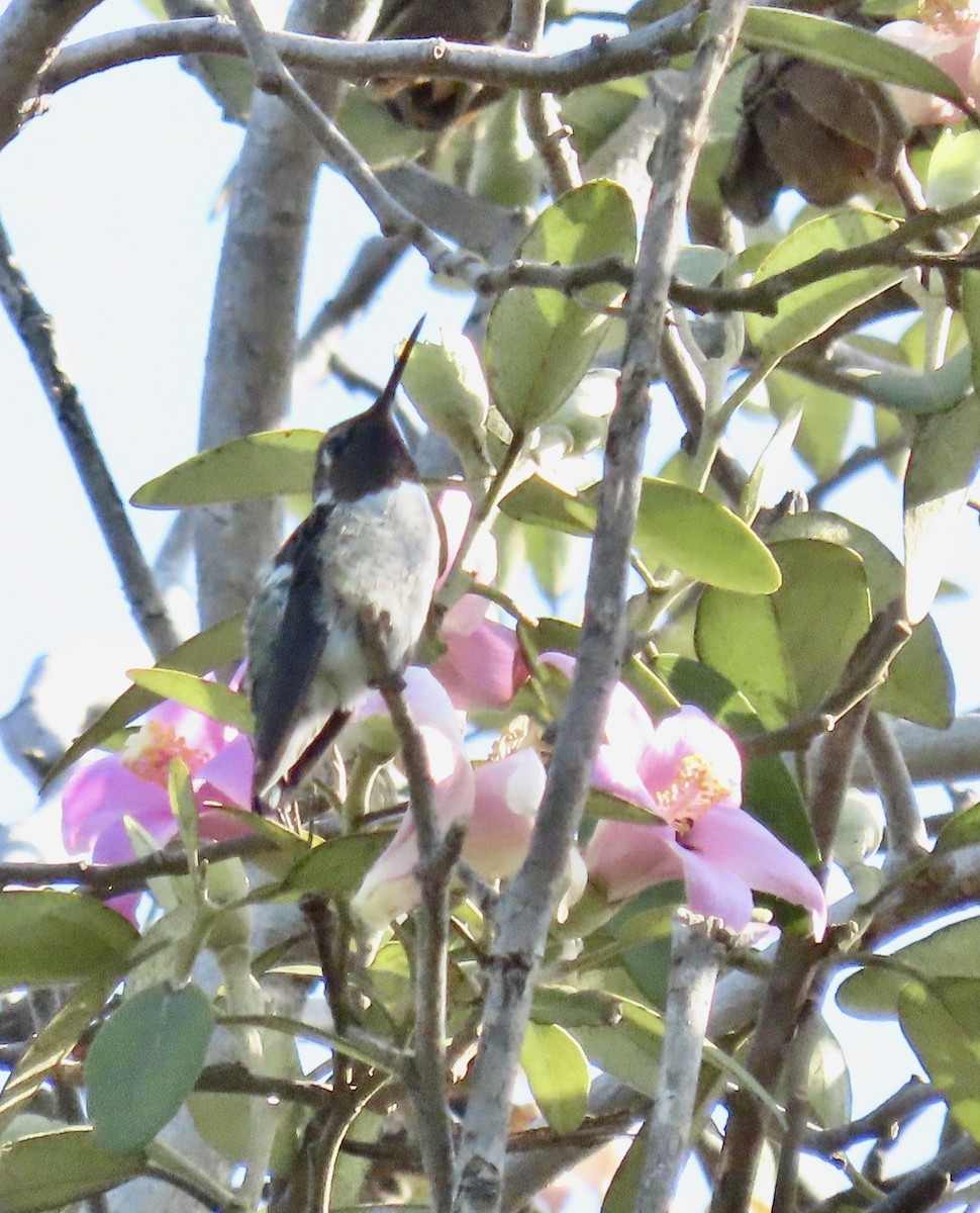 Anna's Hummingbird - ML621784235