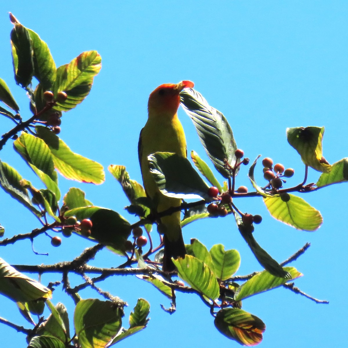 Western Tanager - ML621784419