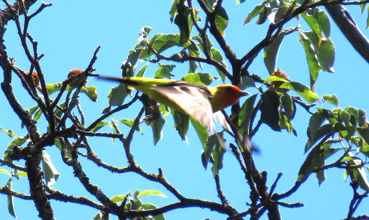 Western Tanager - ML621784422