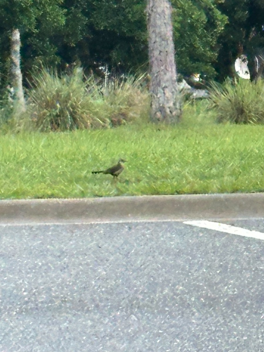 Boat-tailed Grackle - ML621784423