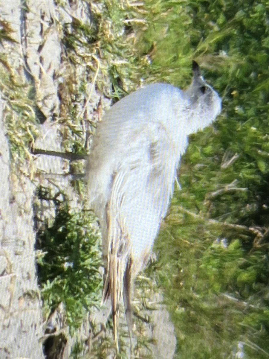 Short-billed Gull - ML621784436